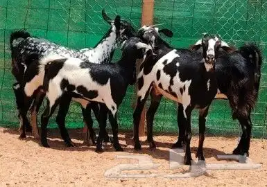 جفار بيشيه برق دفيع تم البيع 3