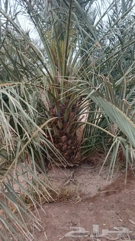 خضري وصقعي 0
