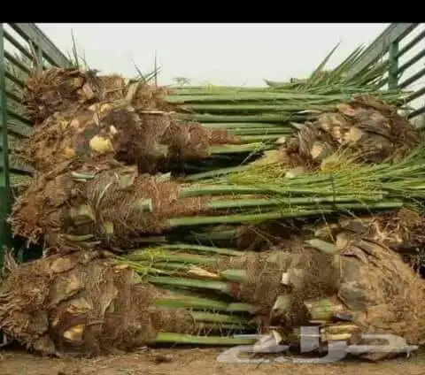 اسلام عليكم ابوعلي اتواصل واتساب 2