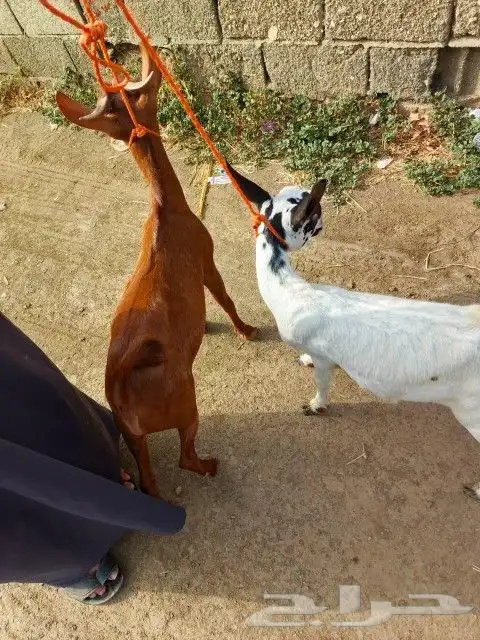 2تيوس 3