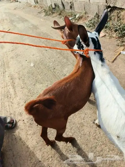 2تيوس 1
