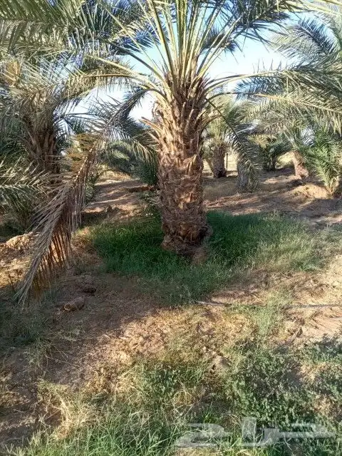 نخل اخلاص وبرحي سلاطين 3