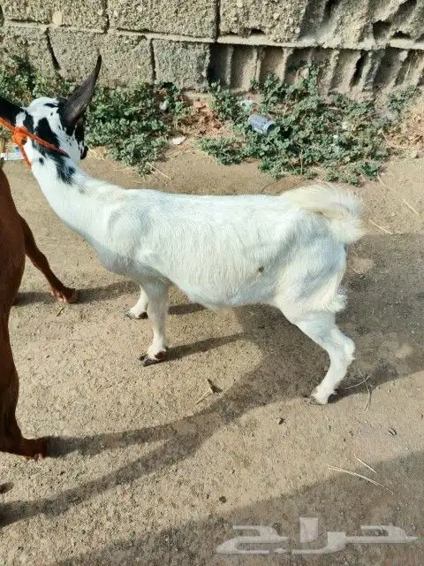 2تيوس 2