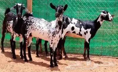 جفار بيشيه برق دفيع تم البيع 6