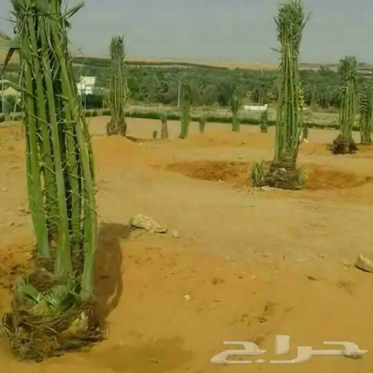 اسلام عليكم ابوعلي اتواصل واتساب 3