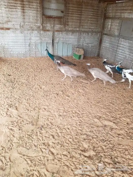 طاووس 0