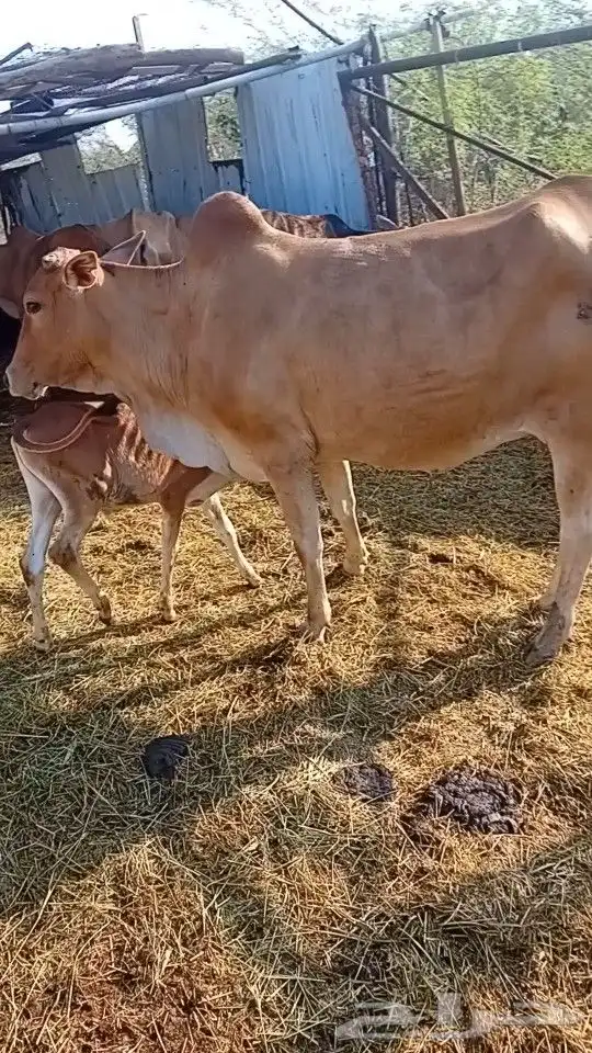بقر للمقني بلدي 5