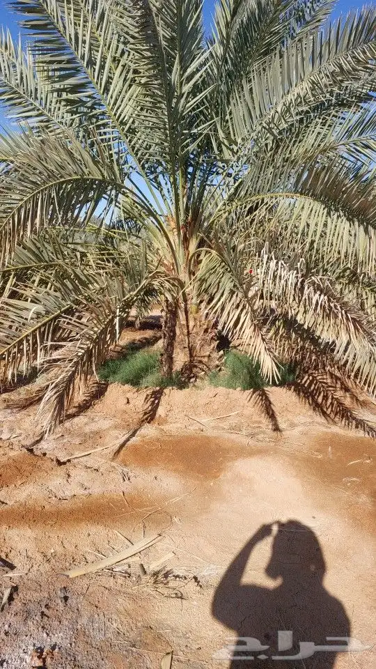 خضري وصقعي 6