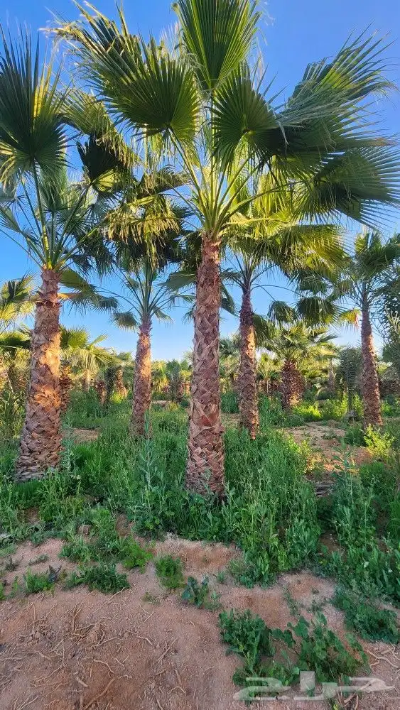 نخل واشنطنيا زينة 6