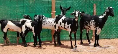 جفار بيشيه برق دفيع تم البيع 5