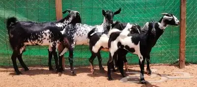 جفار بيشيه برق دفيع تم البيع 0