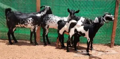 جفار بيشيه برق دفيع تم البيع 4