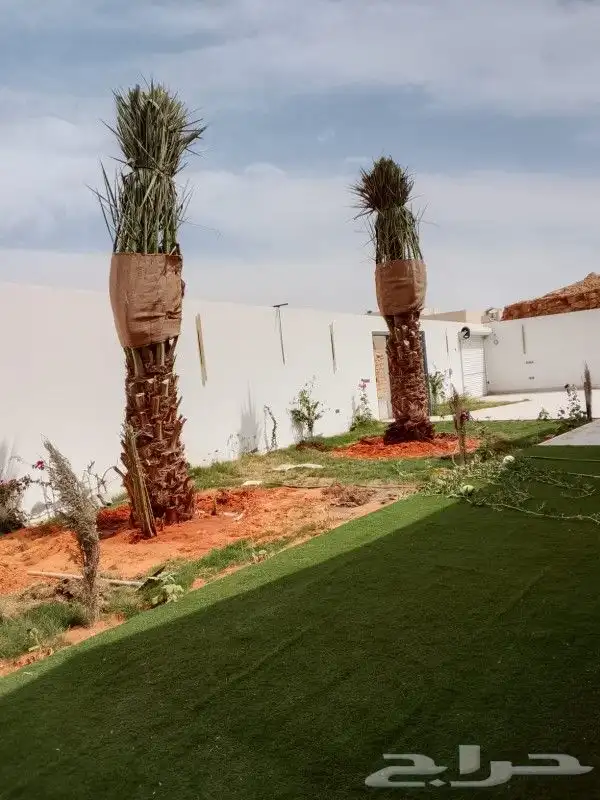 نخل اخلاص وبرحي سلاطين 2