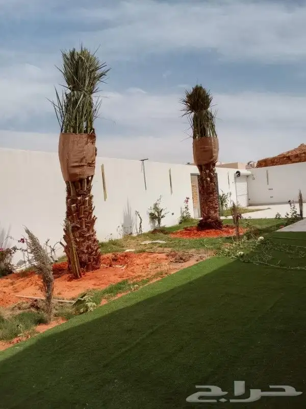 نخل اخلاص وبرحي سلاطين 1