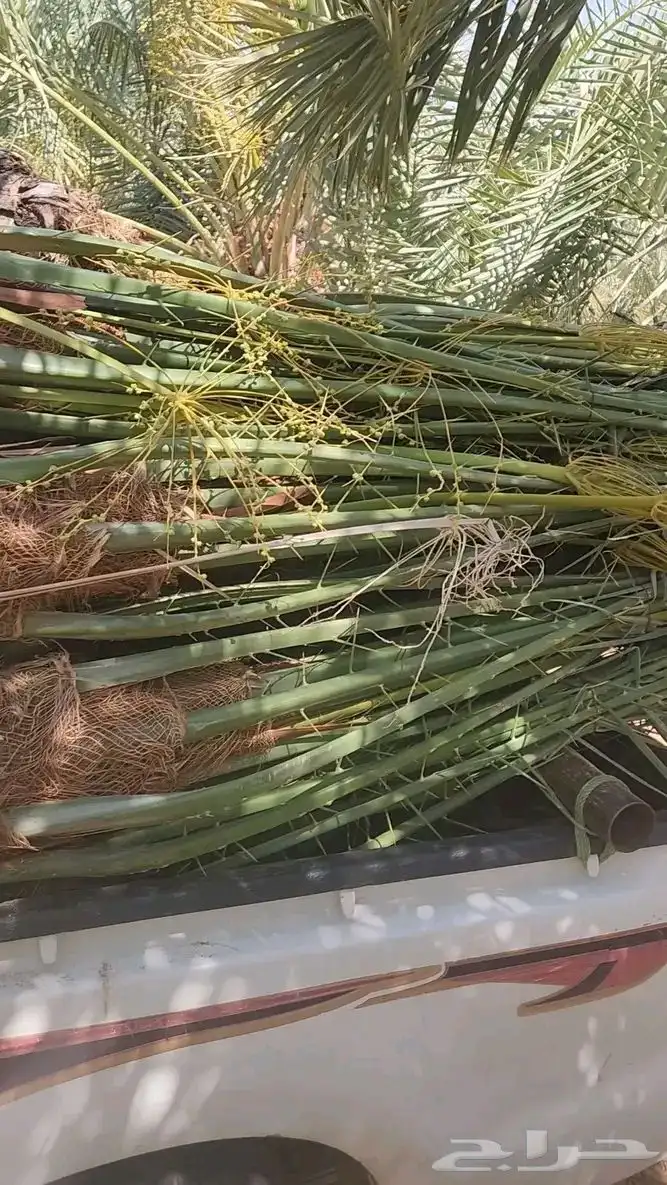 يوجد لدينا نخيل مثمر جميع الانواع وجميع مقاساته وسعارمناسبه 7