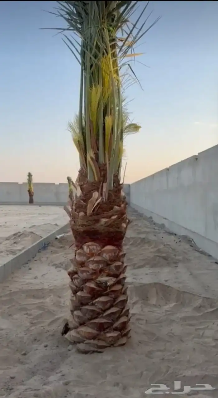 يوجد لدينا نخيل مثمر جميع الانواع وجميع مقاساته وسعارمناسبه 6