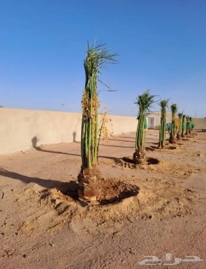 يوجد لدينا نخيل مثمر جميع الانواع وجميع مقاساته وسعارمناسبه 3