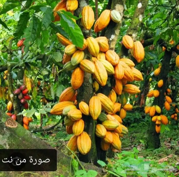 شتلات كاكاو والآن انا نزل موقع يوتيوب أيضا انشر منتجاتي 0