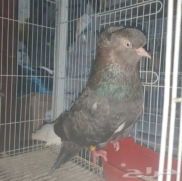 حمام حبتين دمستك 4