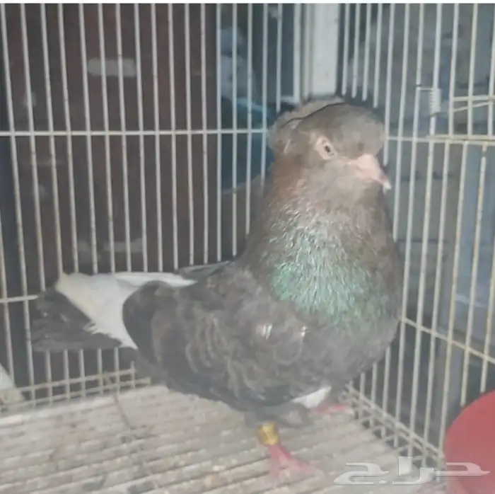 حمام حبتين دمستك 8