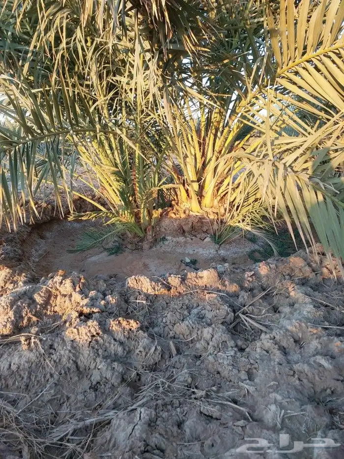خضري وصقعي 4
