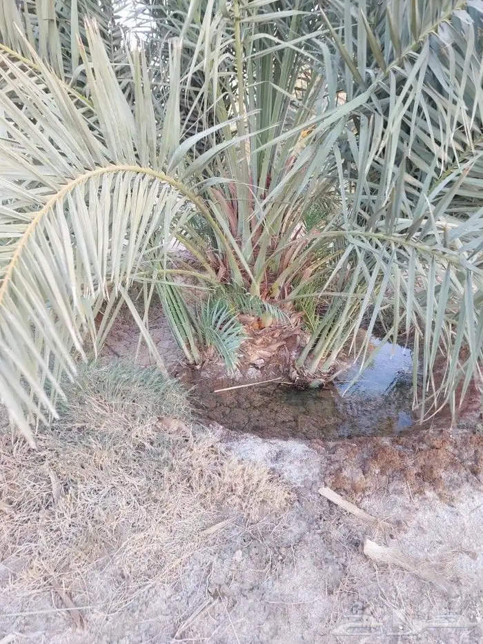 خضري وصقعي 1