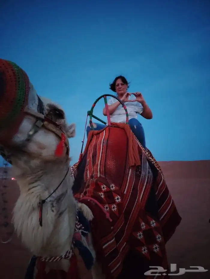 اجار جمال رحول وخيل عربية اصيلة 7