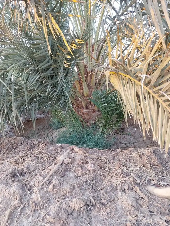 خضري وصقعي 2