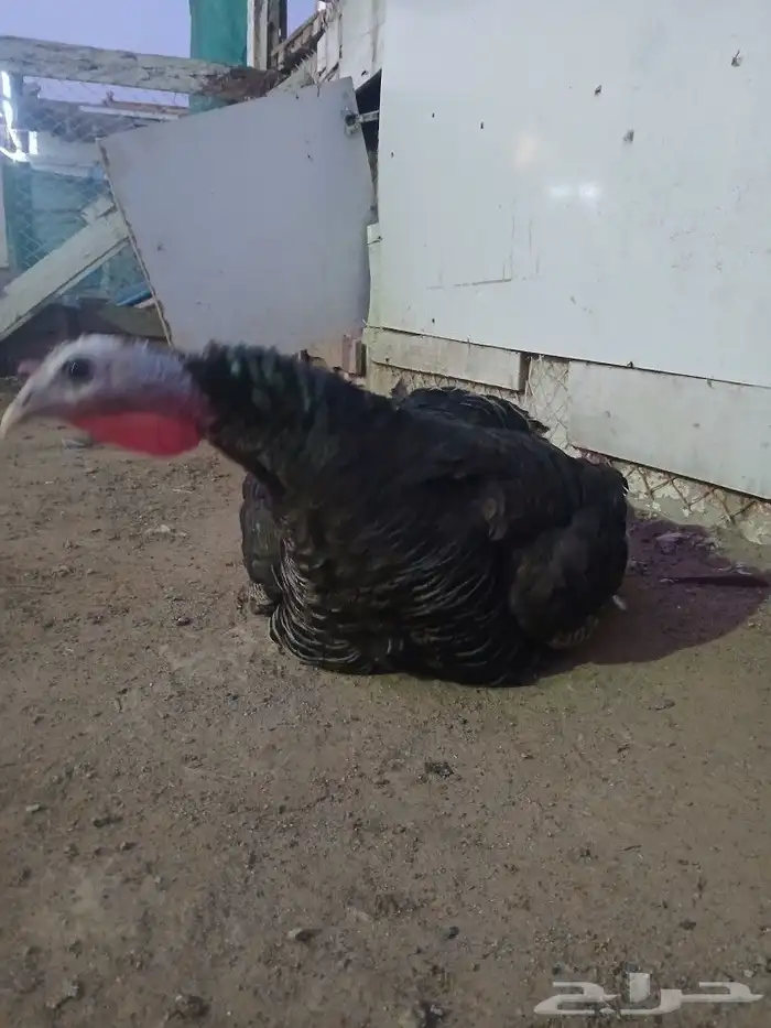 جداجه رومي 1