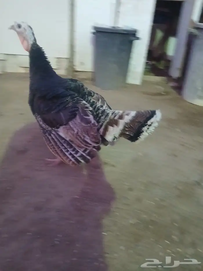 جداجه رومي 0