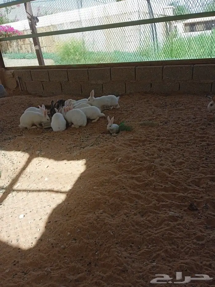 ارانب للبيع 0
