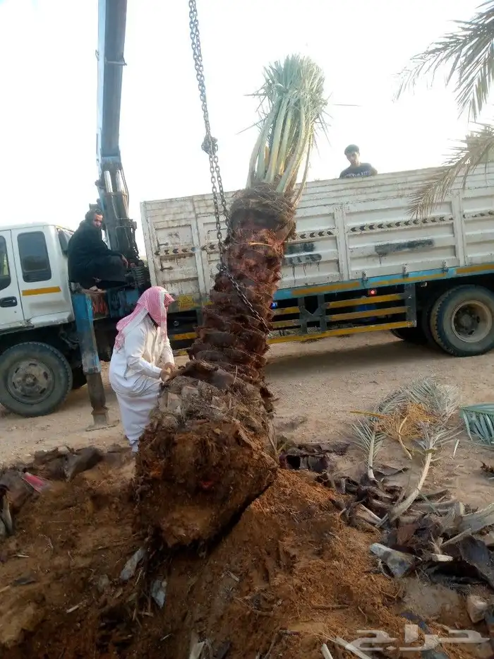 نخل اخلاص وبرحي سلاطين 7