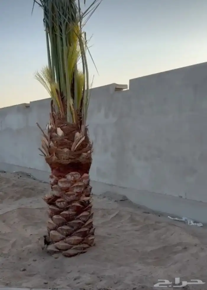 يوجد لدينا نخيل مثمر جميع الانواع وجميع مقاساته وسعارمناسبه 4