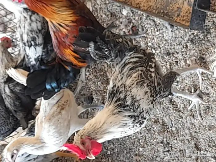 دجاج بلدي اصلي شرط الصحه ممتاز 3