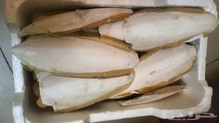 حبار   خثاق 0