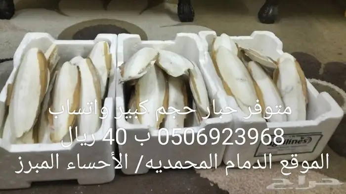 حبار   خثاق 1
