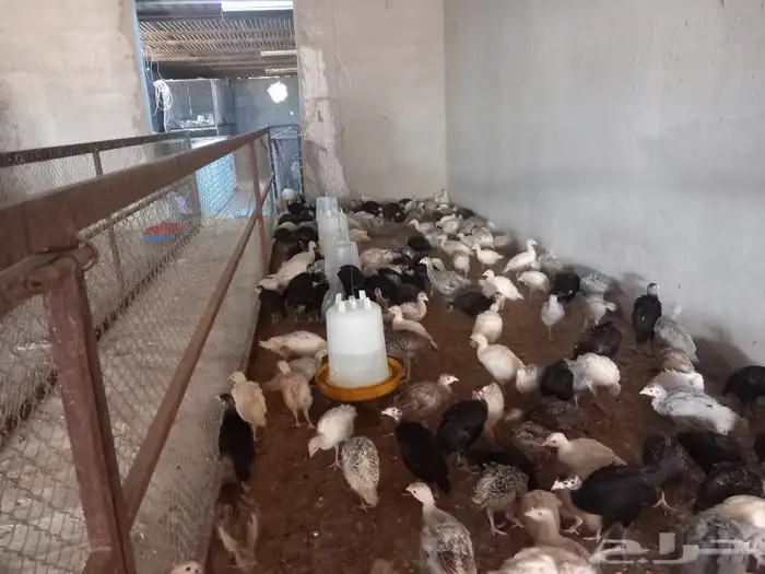 دجاج رومي عمر شهرين العدد200 0