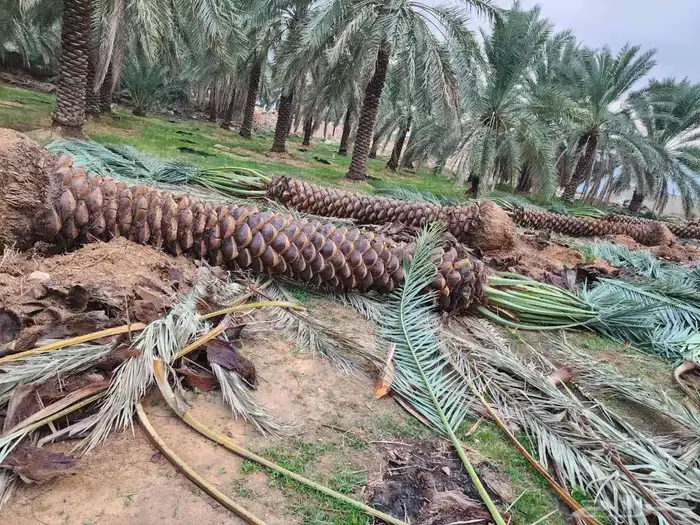 نخل 8