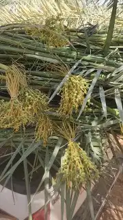 نخيل باجميع أنواعه ومقاساته لتواصل 2