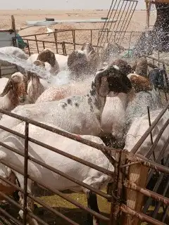 قصص غنم مكينه وغسيل 3
