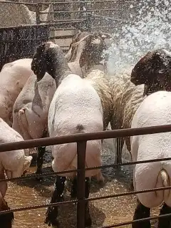 قصص غنم مكينه وغسيل 2