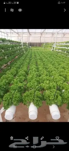مهندس استشارى خبير بالبيوت المحميه 0