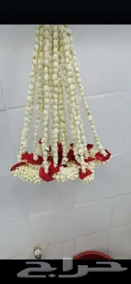 فل جيزاني عرايشي 4