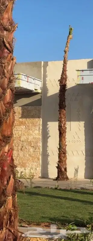 نخل واشنطني واشجار زيتون وسدر ونخيل بلدي للبيع 3