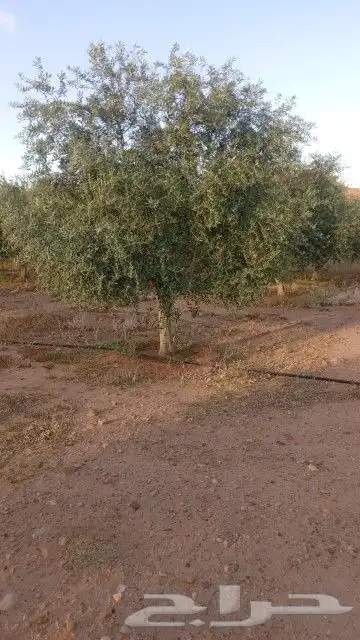 نخل واشنطني واشجار زيتون وسدر ونخيل بلدي للبيع 0