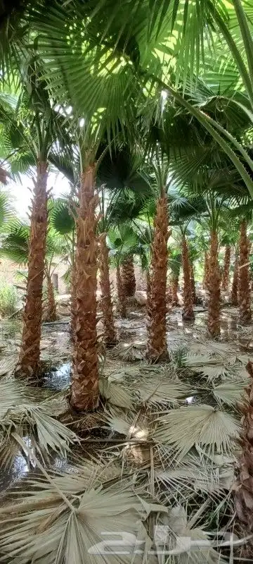 نخل واشنطني واشجار زيتون وسدر ونخيل بلدي للبيع 6