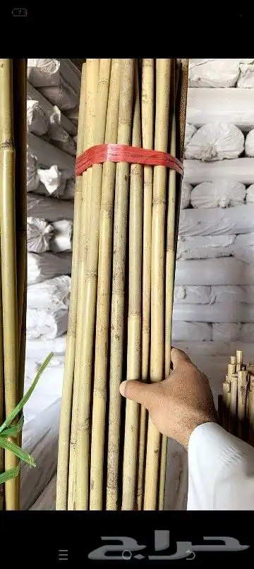 خيزران قش لافريقي ولاندنوسي 4