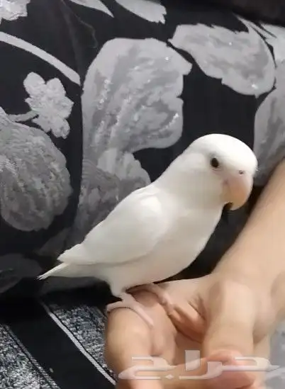 روز هداد داخلي 0