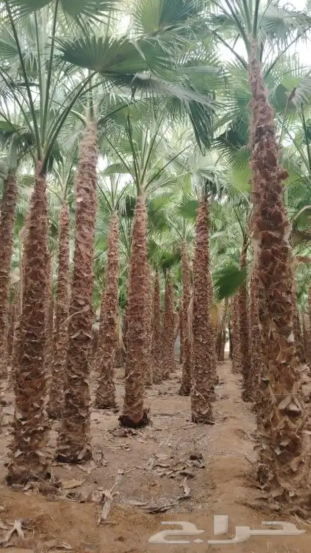 نخل واشنطني واشجار زيتون وسدر ونخيل بلدي للبيع 5