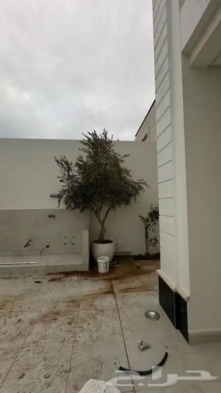 نخل واشنطني واشجار زيتون وسدر ونخيل بلدي للبيع 4
